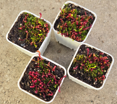 Sarracenia purpurea ssp - sarracenia,